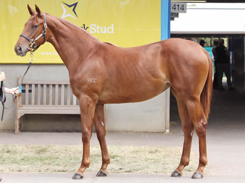 STRAVINSKY/GOURMET DE MARS FILLY